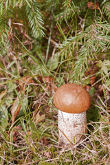 Red mushroom grows in the forest in early autumn