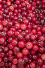 Ripe Red cranberries collected in the forest lies in the container