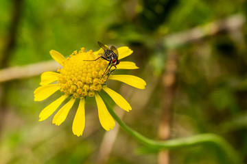 Close up view of a fly on a yellow wildflower