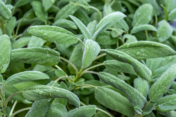 Echter Salbei (Salvia officinalis)