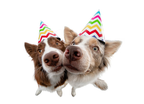 two funny dog in a festive cap. Border Collie on a white background