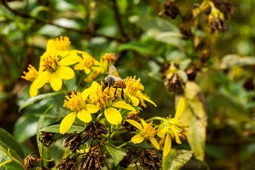 close up view of a bee on a yellow wildflower