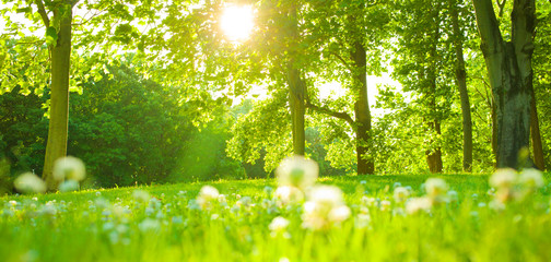 Park flowers in the morning © Ray Park Stock Photo