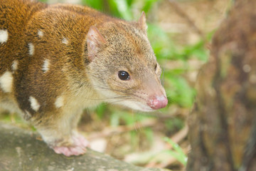 Quoll