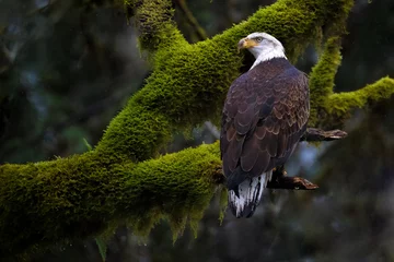 Poster bald eagle in forest © Mohammed