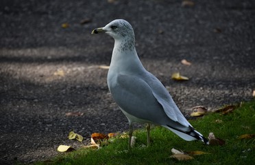 seagull eye