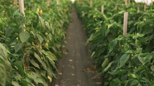 Basket with fresh bell peppers at greenhouse. Harvest of tasty organic vegetables. Home peppers growing tips.