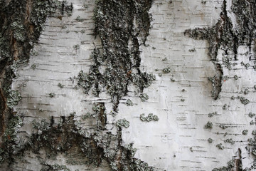Natural bark of birch useful for background