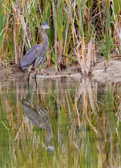 Blue Heron