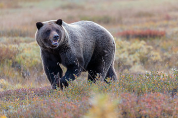 brown bear in Denali