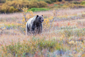Brown bear in Denali's autumn 