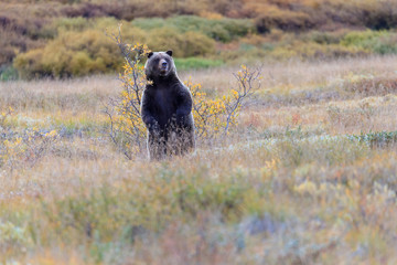 Brown bear in the fall