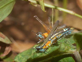 Colorful Grasshoppers on Green Leafs