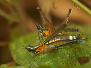 Colorful Grasshoppers on Green Leafs