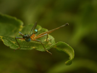 Fototapeta premium Colorful Grasshoppers on Green Leafs