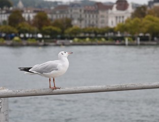 Seagull standing on a fence at the lake Zurich, buildings in the background