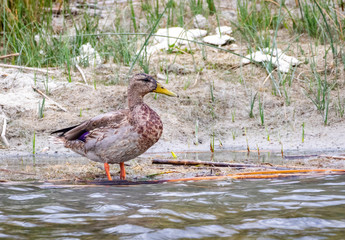 Juvenile Male Mallard
