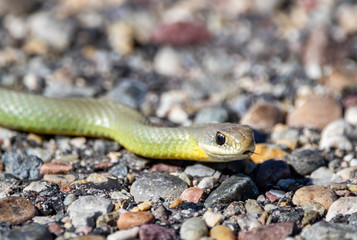 North American Racer