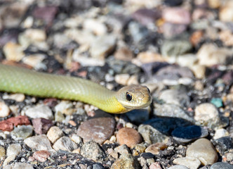 North American Racer