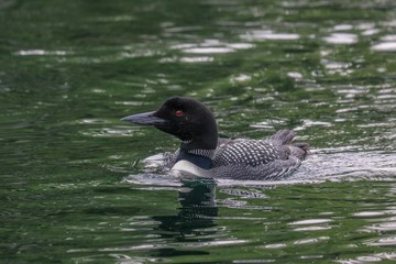 duck in the water