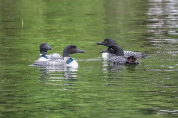 ducks in pond