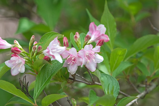 abelia schumannii - white and pink flower
