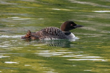 duck in water