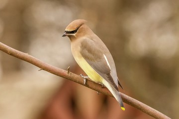 bird on a branch