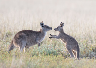Grey kangaroos with young joey in outback Australia.