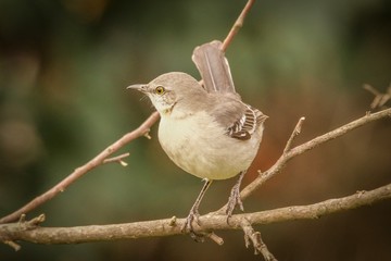 bird on a branch