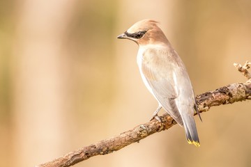 bird on a branch