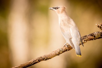 bird on a branch