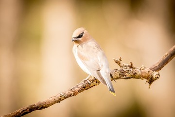 sparrow on a branch