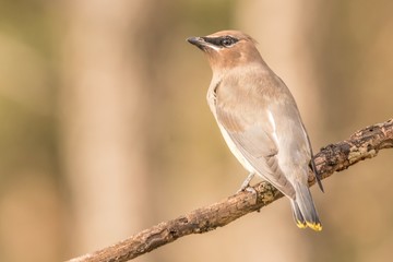 bird on a branch