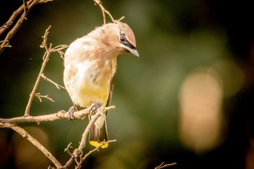 bird of prey
