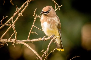sparrow on a branch