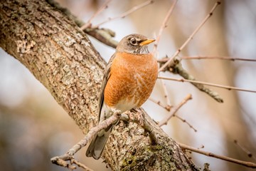robin on branch