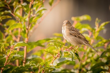 sparrow on branch