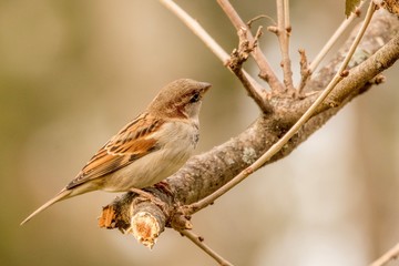 sparrow on branch