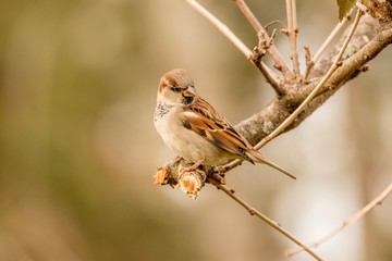 sparrow on branch