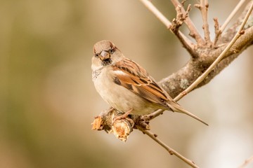 sparrow on branch