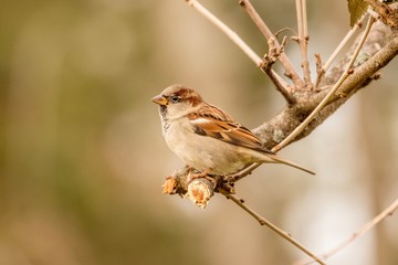 sparrow on a branch
