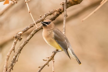 bird on a branch