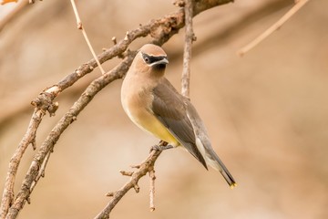 bird on a branch