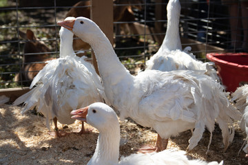 geese 