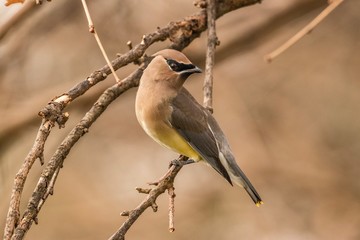 bird on a branch