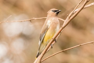bird on a branch