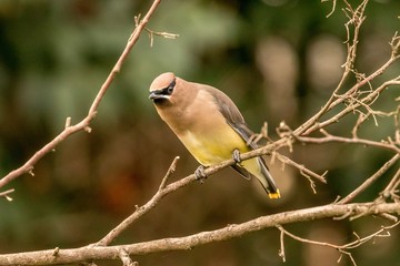 bird on a branch