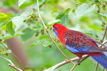 rosella bird and black berry