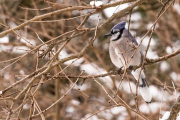 sparrow on a branch
